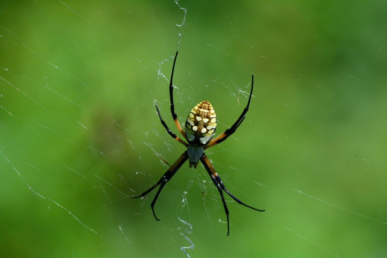 Argiope aurantia Argiope aurantia